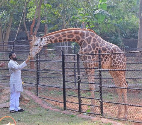 DY CM Pawan Kalyan adopts two giraffes to mark mother’s birthday