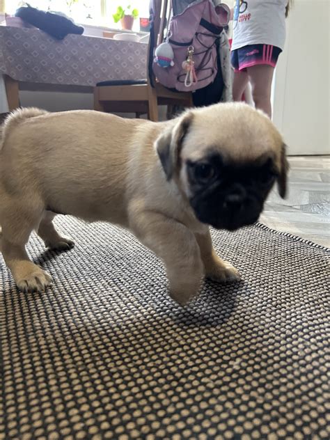 Pug Tzu Puppies for Sale - Dogs For Sale Ireland