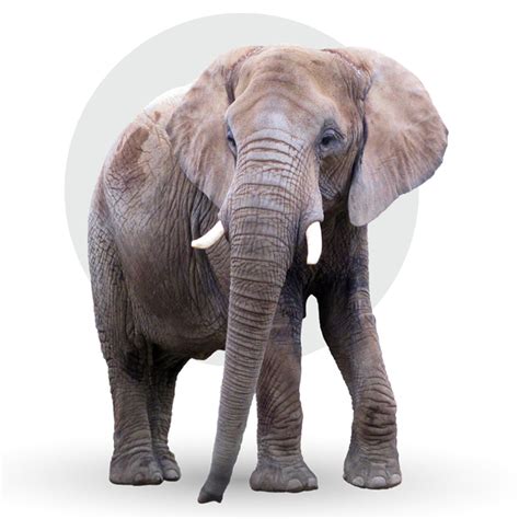 African Elephant Fahlo Tracking Bracelet - Desert Stone - ShopZoo