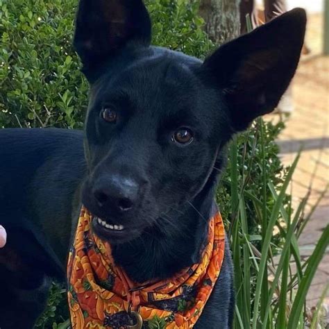 Xoloitzcuintli (Xolo) | So im adopting this little duder and they had ...