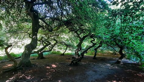 Dagexcursie naar het zuiden van Rügen