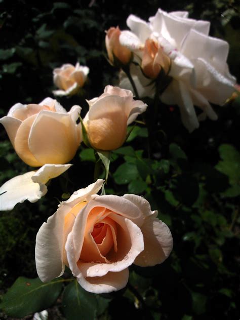 ‘Grand Mogul’ | Flowers, Rose, Plants