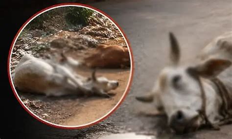 Two stray cattle found dead under suspicious circumstances in Kollur