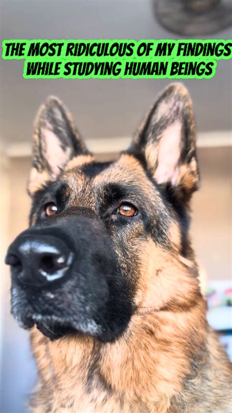 German shepherd reacts to weird human behavior