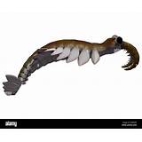 Primitive little Cut Out Stock Images & Pictures - Alamy