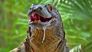 How komodo dragons use blood loss instead of force to overpower prey