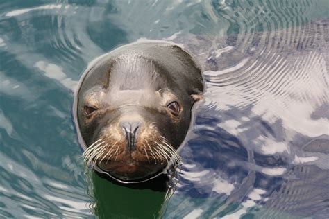 Paddle the Herring Spawn in Ucluelet - Paddle West Kayaking