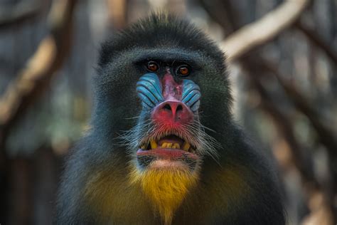 There Are No Truly Blue Mammals: Here's Why | IFLScience