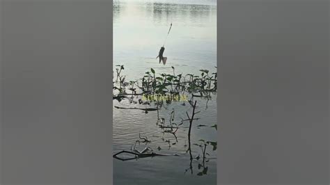 #mancingikannila #mancing #fishing #spotnilaliar #ikan #mancingceria # ...