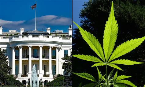 Federal Marijuana Rescheduling Announced By Department Of Justice, Months After Trump Executive ...