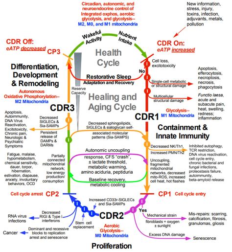 Joey - A Cell Danger Response is like a “fire alarm in your cells that ...