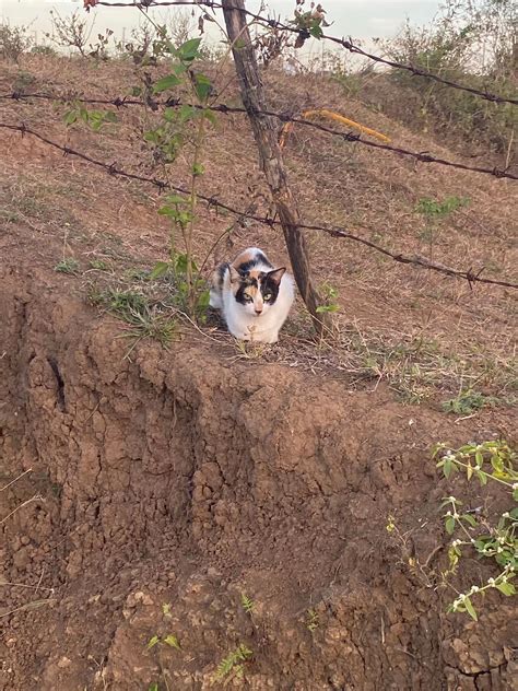 cat spotting 🕵️‍♀️ #cats | TikTok