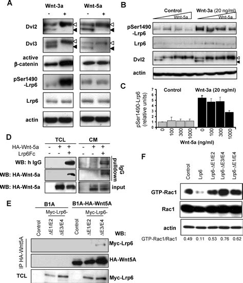The Extracellular Domain of Lrp5/6 Inhibits Noncanonical Wnt Signaling ...