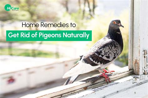 Home Remedies to Get Rid of Pigeons Naturally – HiCare (A Rentokil PCI ...