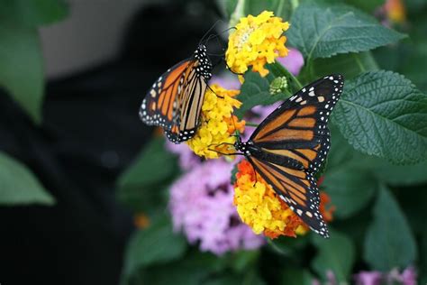 2026 Audubon Zoo, Aquarium, and Insectarium Combo Ticket (New Orleans ...