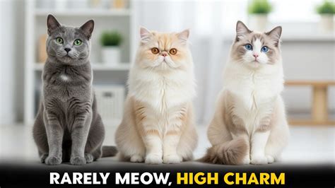 7 Cat Breeds That Rarely Meow
