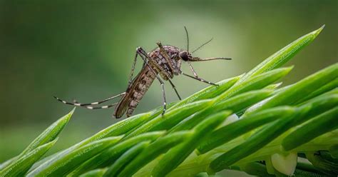 Project aims to study ‘surprisingly high’ number of mosquitoes in ...
