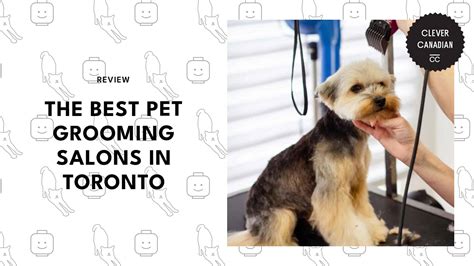 5 Best Pet Grooming in Toronto for Stress-Free Fur Care [2026 ]