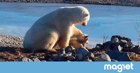 No, el oso polar que acaricia al perro no le está mostrando afecto ...