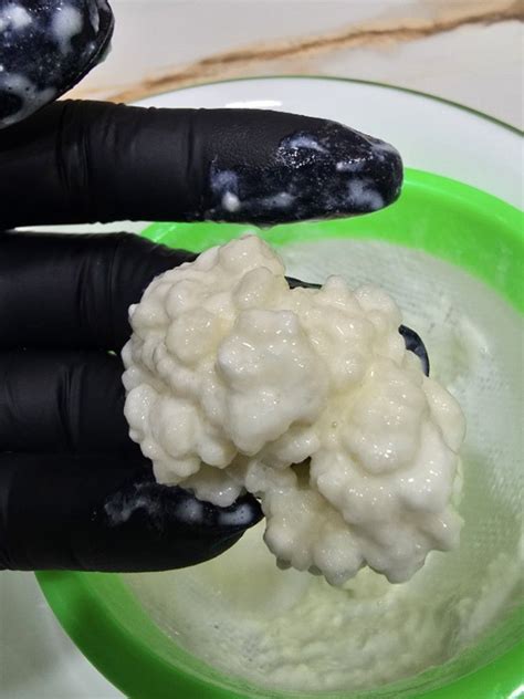 Oversize Tibetan Milk Kefir Grains - Probiotic Rich, Health & Nutrition ...