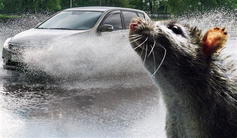 Motorists are warned heavy rain is driving rats into living in cars