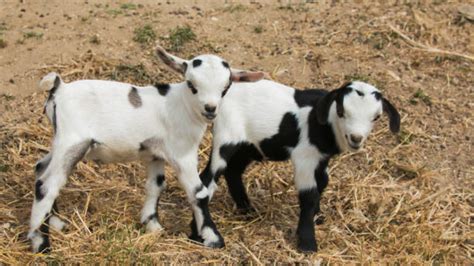 Canadian farmer fights off a cougar to save her baby goat: "I knew ...