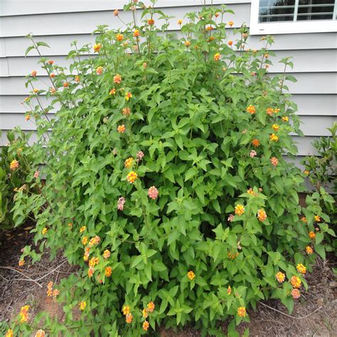 Lantana camara Confetti Monrovia Spreading Lantana | SiteOne US