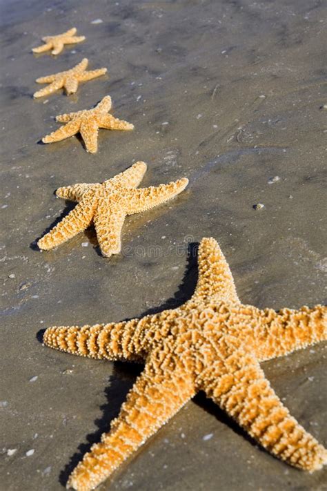2,215 Strand Familie Seestern Stock Fotos - Freie & Royalty-Free Stock ...