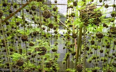 Tour of the Hanging Moss Garden and hanging moss making experience ...