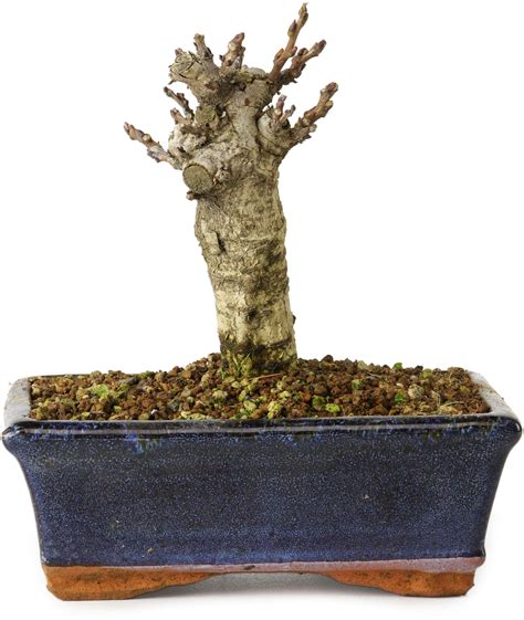 Wisteria sinensis, 15,5 cm, ± 8 ans - Bonsai Plaza