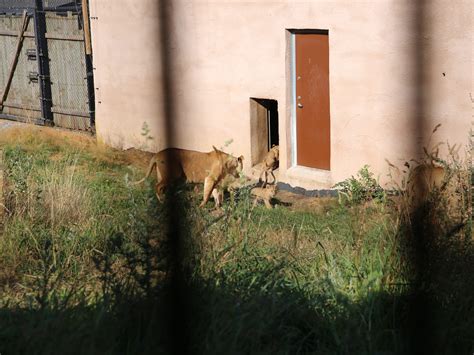 Nytt luksushjem til Julius i dyreparken