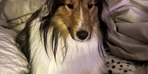 Noah’s Hope Animal Rescue working to reunite Siouxland families with ...