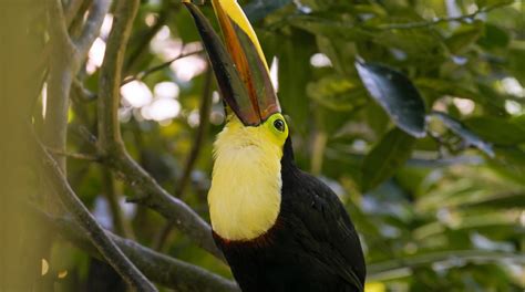 Watch what happens when a predator bird targets smaller species in the ...