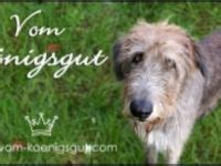 Irish Wolfhound-Züchter in Thüringen Snautz