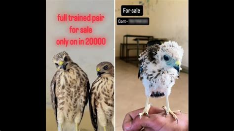 Wildbuzz | Social media fuels poaching