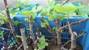 The Fruit Tree You Should Propagate Indoors This Winter For A Head ...