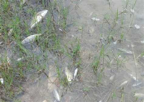 River ‘dies’ after acidic waste spill at Chinese-owned copper mine | The Independent