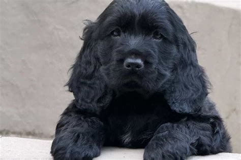 Thinking of getting a puppy? Read this first | The Citizen