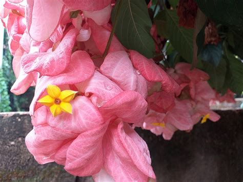 Rubiaceae - Wikipedia