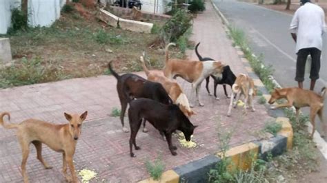 500 dogs killed to fulfill poll promise; massive outrage follows in ...