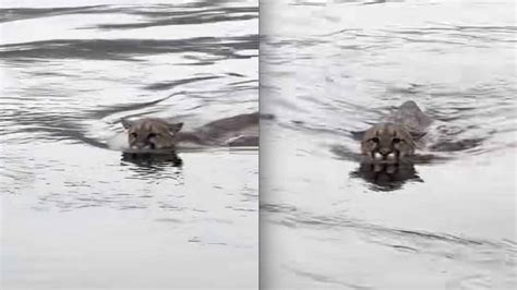 Large Mountain Lion Spotted Swimming Off the Coast of Vancouver Island - Unofficial Networks