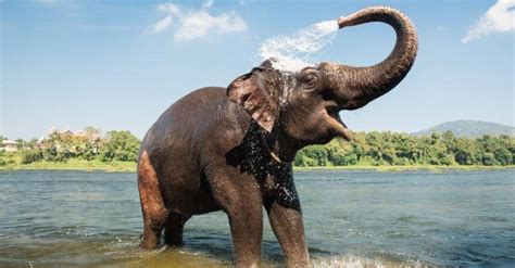 Why Some Zoos Are Using Acupuncture to Treat Elephants | Dr. Glauco Santi