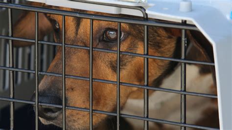 What is Delaware's state dog?