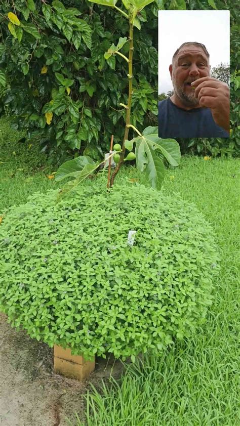 Growing fig tree in container with banana mint #gardening #growsomefood ...