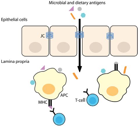 The Dietary Intake of Wheat and other Cereal Grains and Their Role in ...