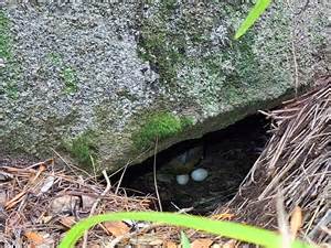 Kākāpō Files II 15 | Kākāpō Island Diary episode of Wild Sounds: Kākāpō ...