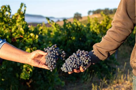 “Ground Zero For Regenerative Organic Wine”: Halter Ranch & ROC™ Paso ...