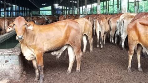 Kumpulan Berita Peternakan Terbaru Dan Terkini
