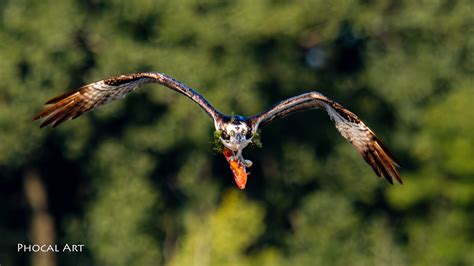 OM SYSTEM M.Zuiko Digital ED 150-600mm f/5-6.3 IS - Initial & Ongoing ...