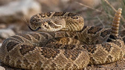 Rattlesnakes and pythons can survive almost 6 months without eating ...